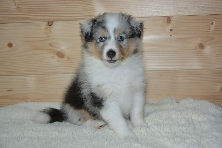 cachorro, cachorro olympus, cão pastor de shetland, cão, cão azul de shetland olhos azuis, cor azul merle, canino, animal de estimação, mamífero, filhote de cachorro