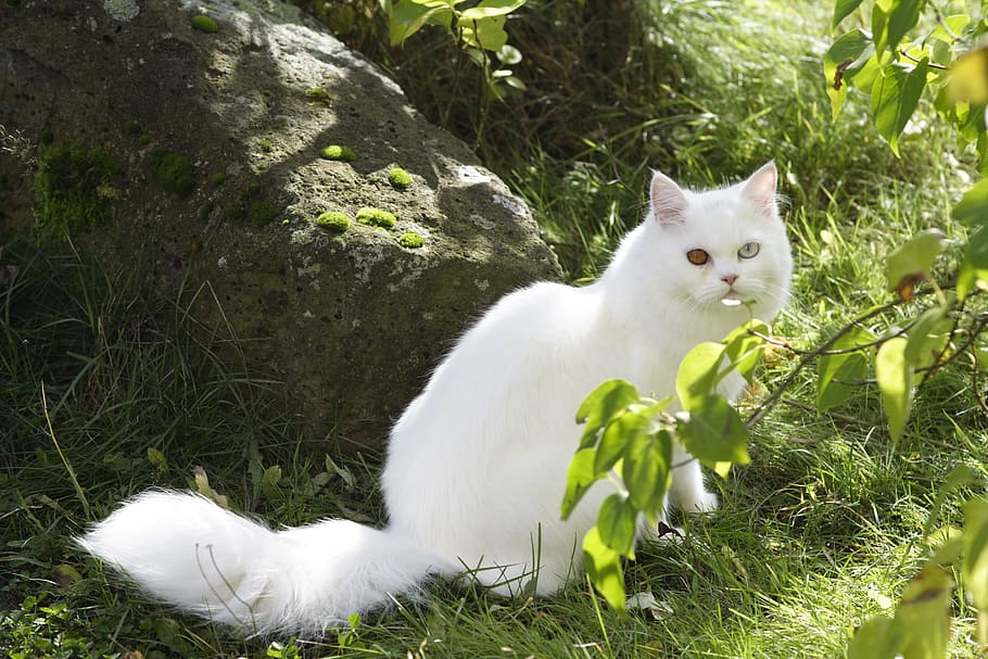 gato de olho estranho, terreno, rocha, gato doméstico, europeu Shorthair, gato, doce, querido, gato persa, raça
