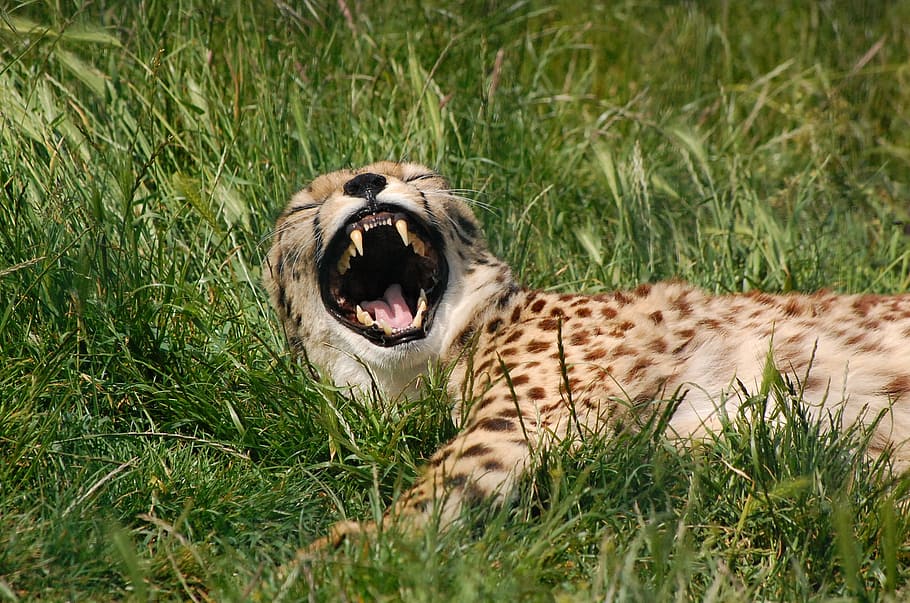 brown, black, leopard, lying, grass field, cheetah, animal, big cat, predator, yawn