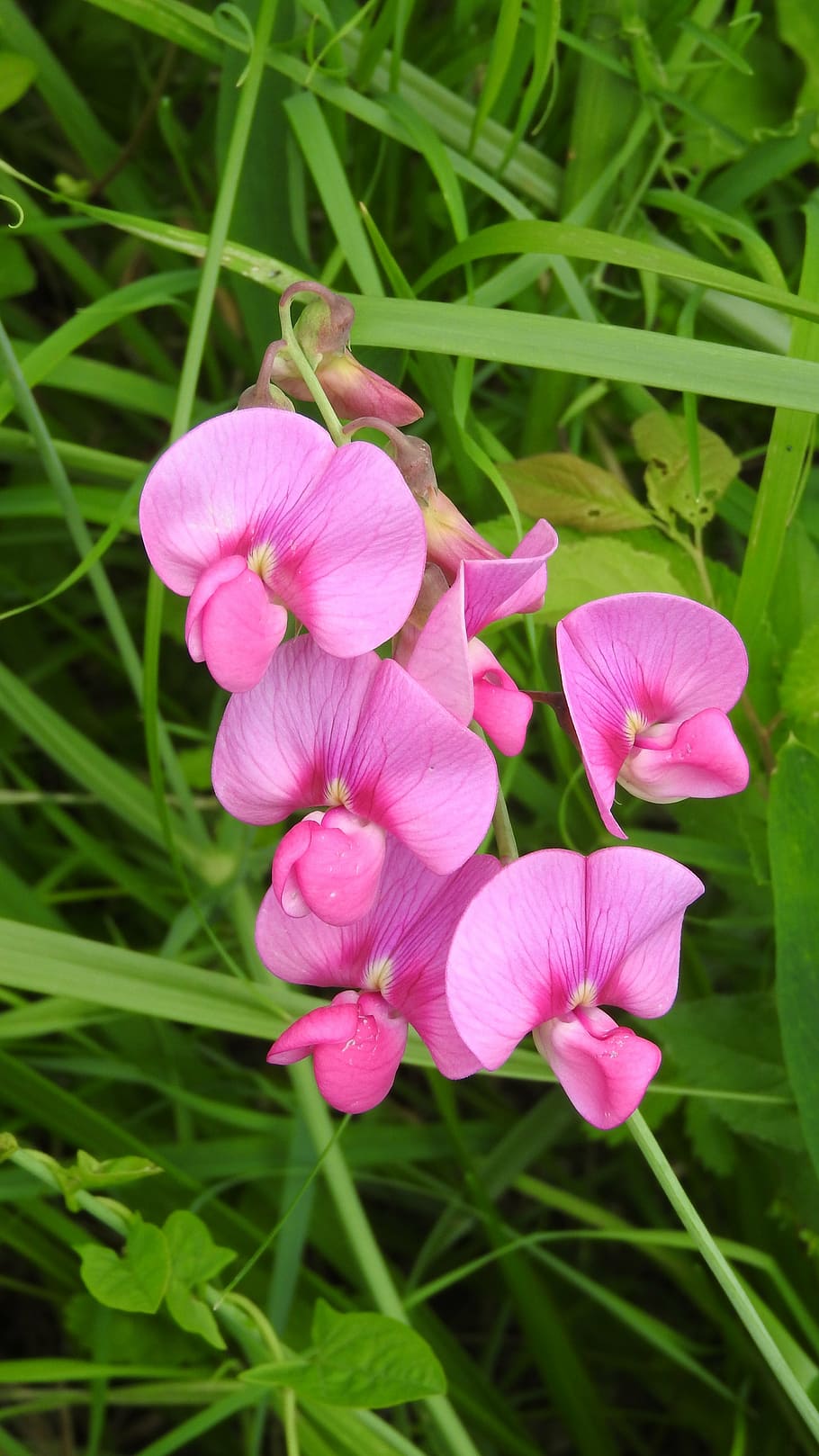 花 マメ科 ピンクの花 ピンク色 花びら 自然 アウトドア 自然の美しさ もろさ 花の頭 Pxfuel