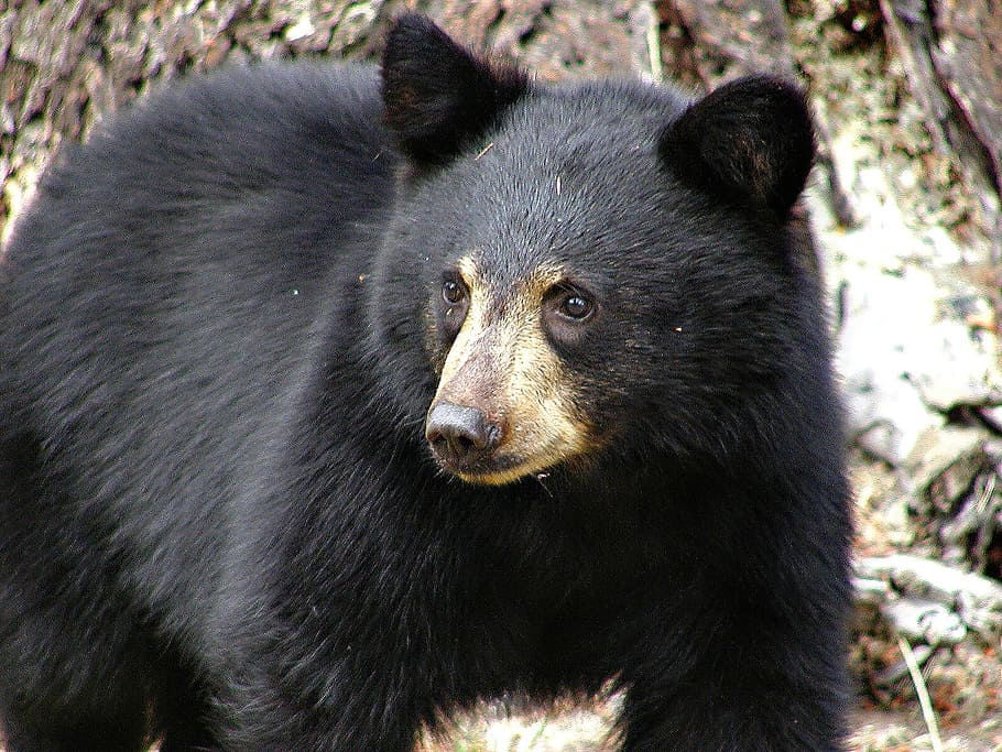grizzly, bear, black bear, black, mammal, animal, nature, wild life, hungry, smart