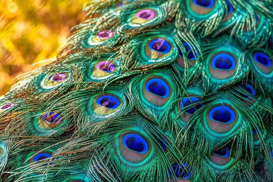 green-and-blue peacock feathers, nature, animal, peacock, peacock feathers, iridescent, spring dress, colorful, detail, shiny