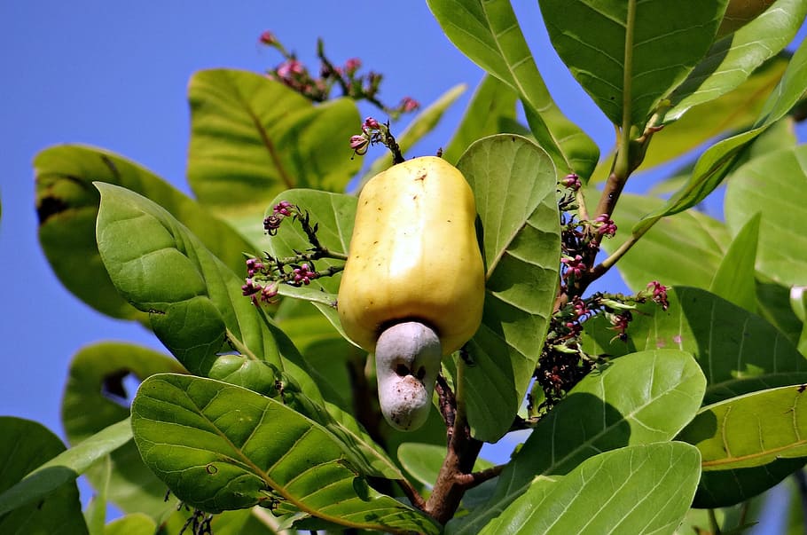 Cashew Nuts, Fruit, Ripe, Yellow, anacardiaceae, tree, india, nature, leaf, food