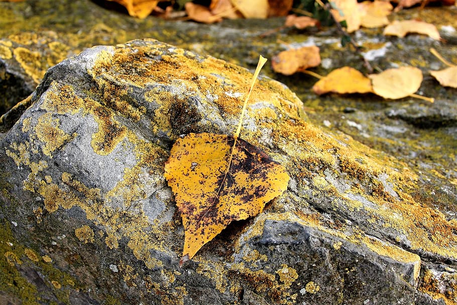 masks, yellow leaves, autumn, rock, october, www, collapse, rotten, granite, beach