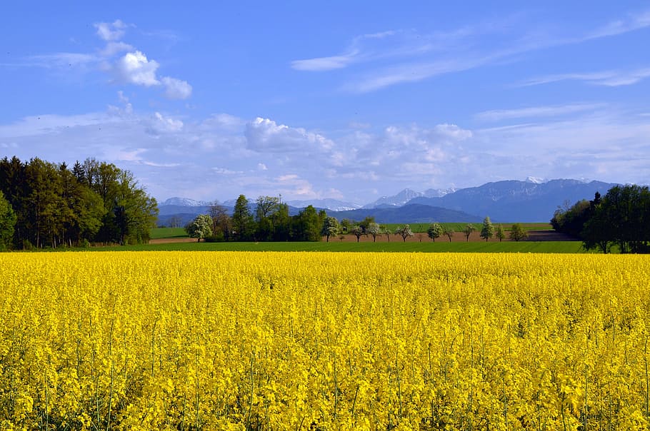 spring, rape blossom, field of rapeseeds, blooming rape field, kelly, nature, landscape, yellow, plant, agriculture