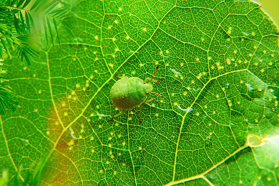 odorek jednobarwek, pluskwiak, insect, camouflage, leaf, animals, nature, at the court of, invertebrates, arthropods