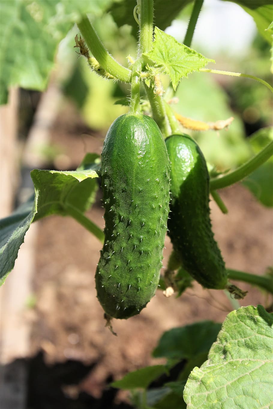 cucumbers, cucumber, green, vegetables, harvest, dacha, food, green color, leaf, food and drink