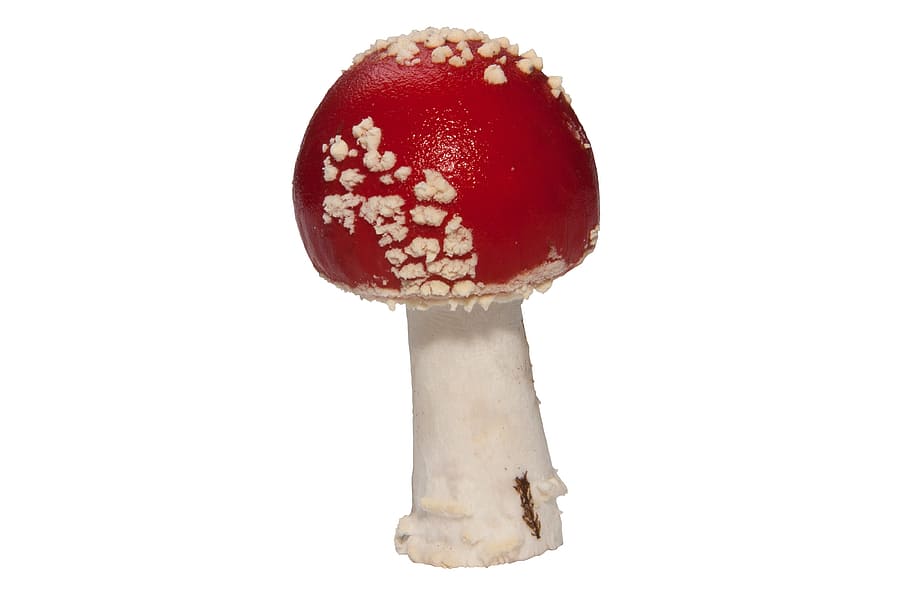 red, white, Fly Agaric, Amanita Muscaria, Mushroom, hat, signal red, flake, autumn, nature