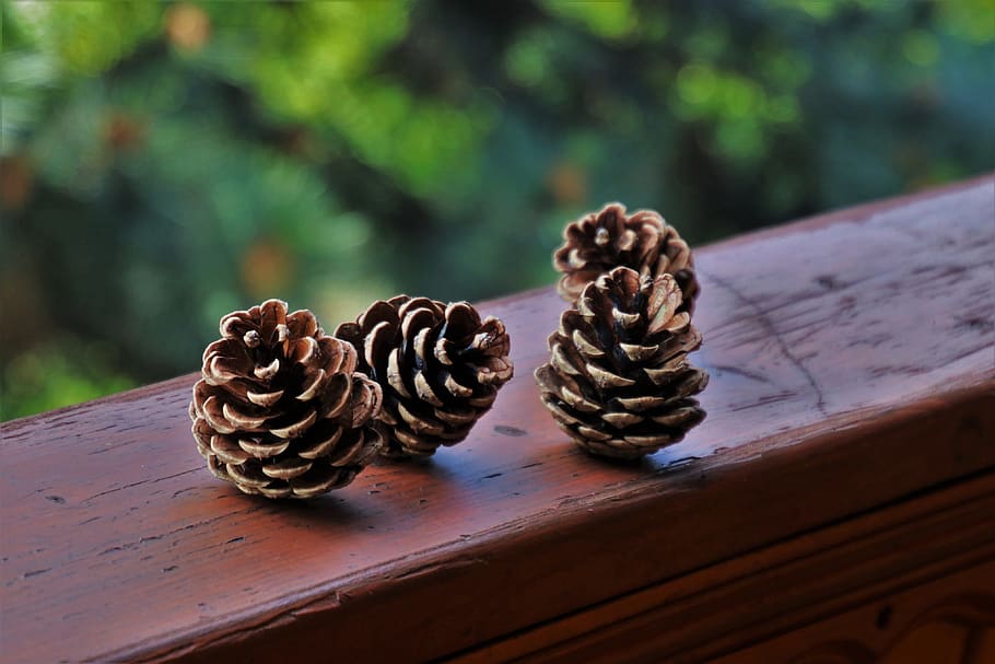 cones, spruce cones, seasons of the year, sunny, closeup, wooden, the background, nature, wallpaper, model