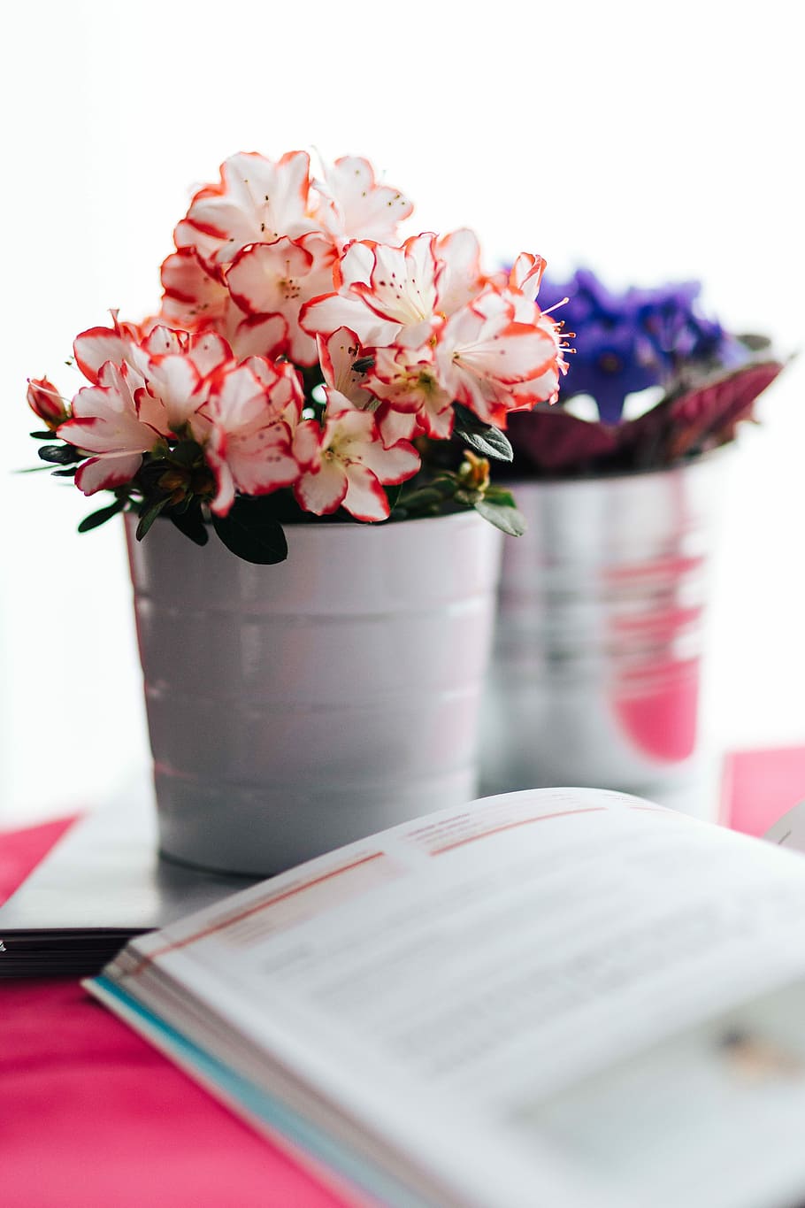 pot, cake, book, Flowers, flora, pink, beautiful, pretty, fruitcake, purple