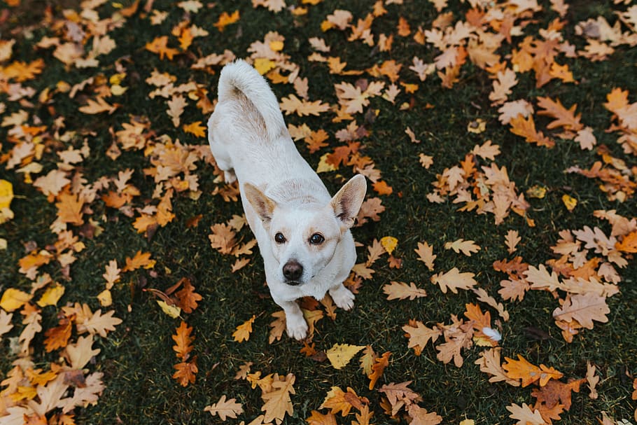 perro, hoja, hojas, otoño, paseo, perros, un animal, mamífero, doméstico, mascotas