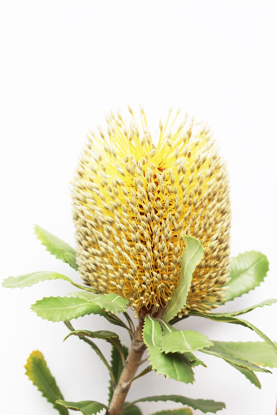 banksia, amarillo, australia, australiano, naturaleza, silvestre, flores silvestres, flor, semilla, jardín