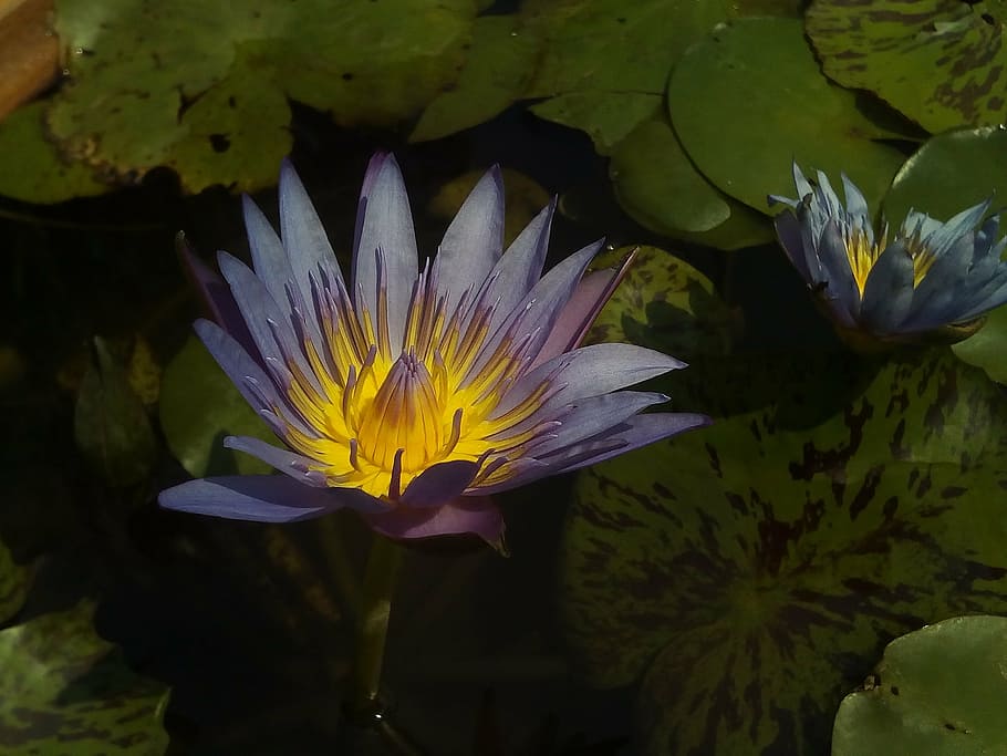 lotus, lotus leaf, nature, lotus basin, water plants, bua ban, flowers, purple lotus, water, flower