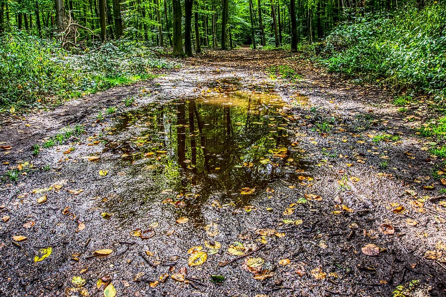 puddle, water, water puddle, mirroring, reflect, leaves, forest path, forest, trees, green