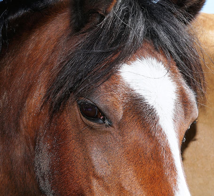 horse, horse head, close up, eyes, friendly, dear, saddle horse, pferdeportait, curious, mammal