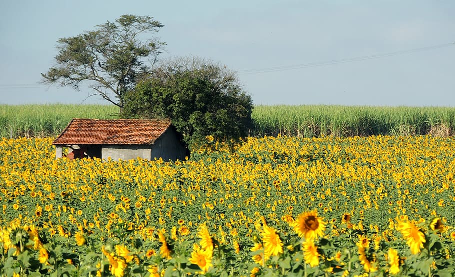 sunflower, planting sunflower, house in the country, flowers, plant, flower, flowering plant, beauty in nature, growth, field