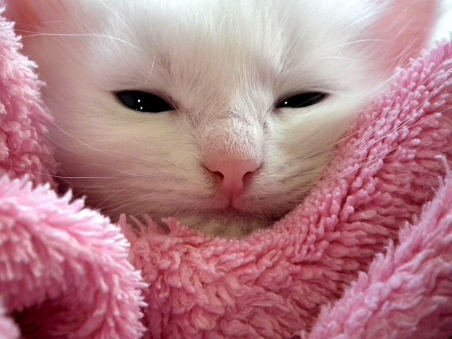 white, kitten, pink, textile, cat, fluffy cat, cute, animals, cats, fur
