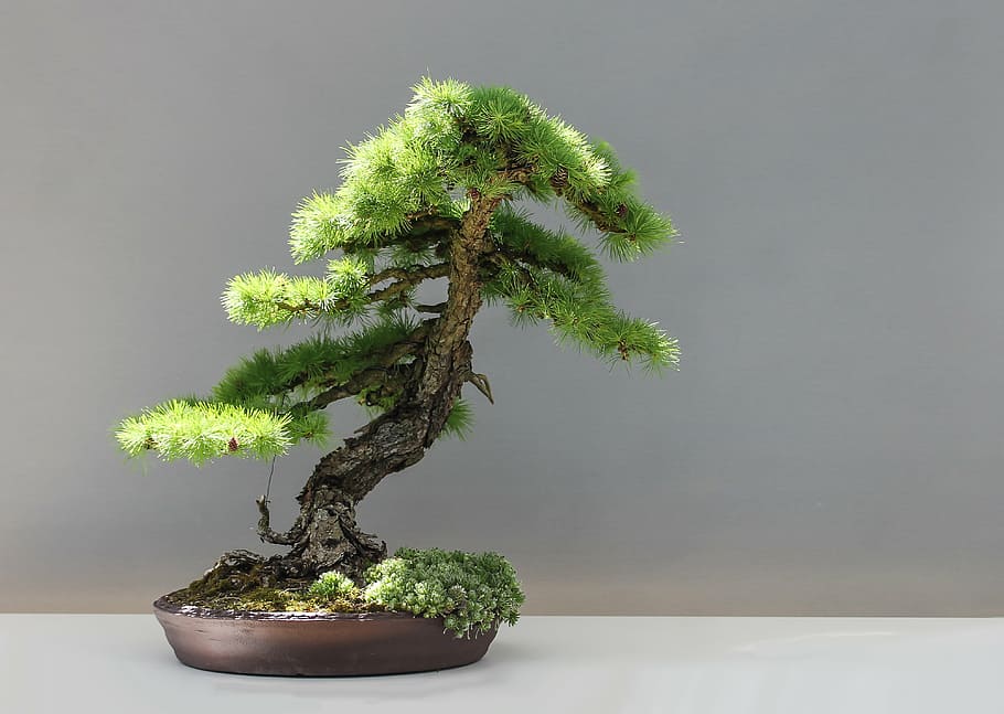 green bonsai tree, bonsai, larch, japan, culture, japan garden, larix, plant, bonsai tree, tree