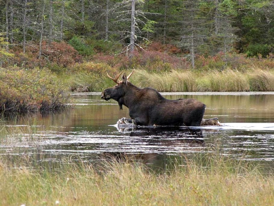 black, four, legged, animal, body, water, moose, bull, solitary, wildlife