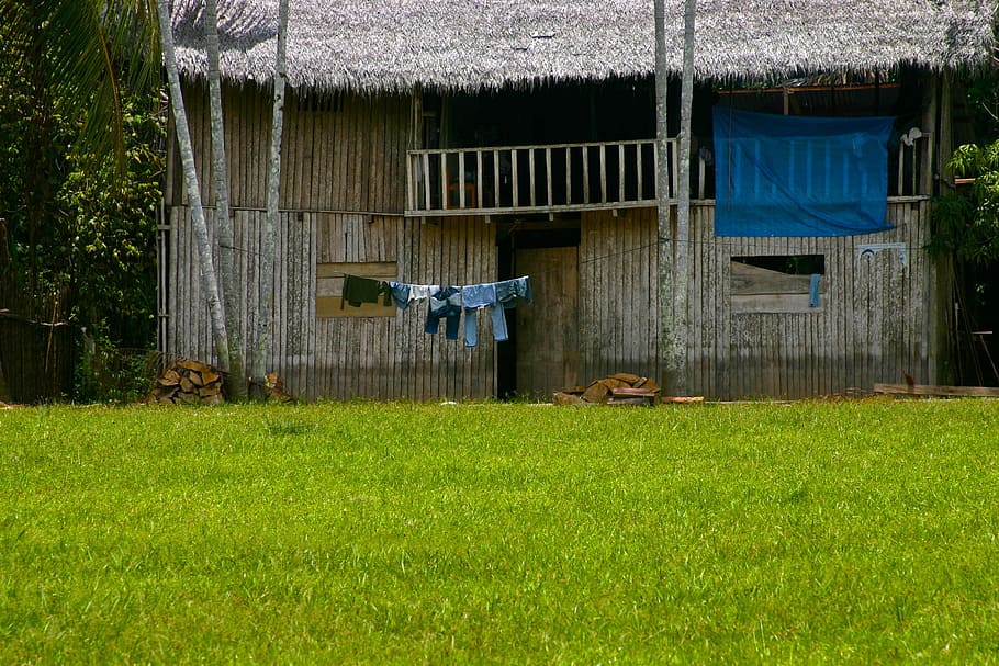 Amazon, Simplicity, Laundry, Hut, afternoon, rainforest, tropical, housing, nature, tree