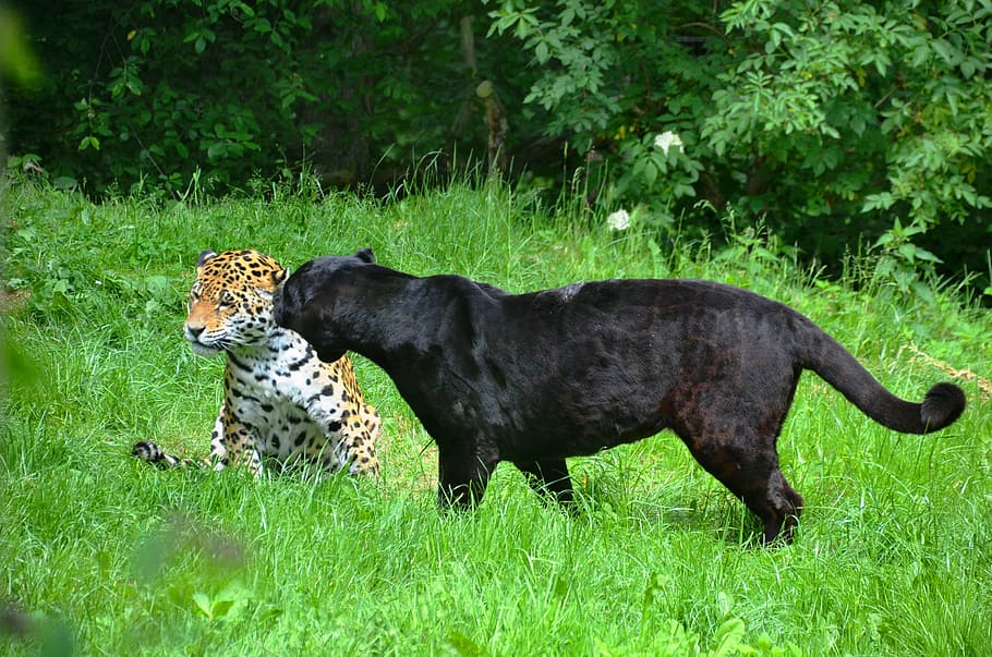 panter, leopard, black, spotted, animals, animal, undomesticated Cat, nature, feline, carnivore