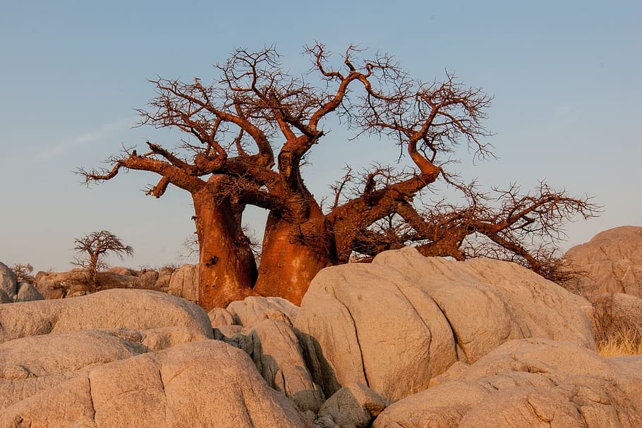 brown, withered, tree, ground, Botswana, Baobab, Sunrise, desert, rock - object, fossil