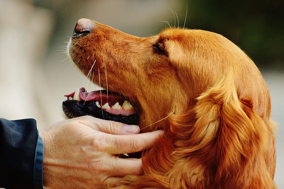 person, touching, long-coated dog, irish setter, love for animals, stroke, dog, fur, light brown, pet