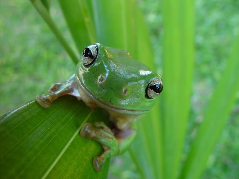 green, frog, leaf, green frog, green leaf, portrait, macro, amphibian, wildlife, cute