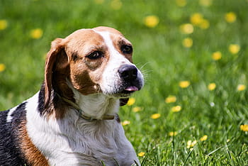 dog-beagle-wildlife-photography-portrait