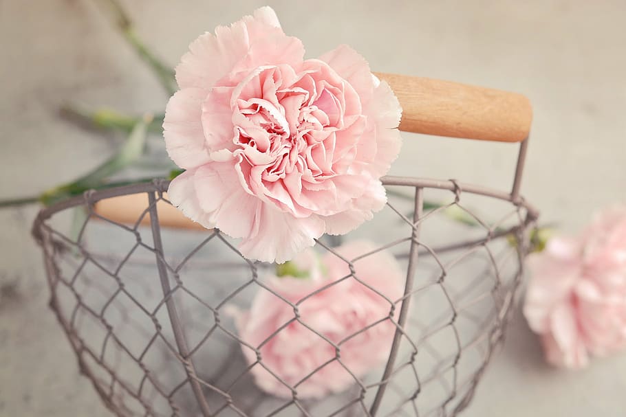 pink, carnation flower, gray, metal basket, cloves, flowers, carnation pink, petals, cut flowers, basket