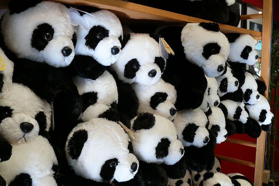 panda, oso, felpa, lote de juguetes, zoológico, san diego, animales, juguete, peluche, panda - animal