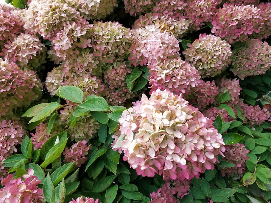 hydrangea paniculata limelight, end of summer, blue ridge mountains, green and pink, freshness, flowering plant, flower, plant, beauty in nature, growth