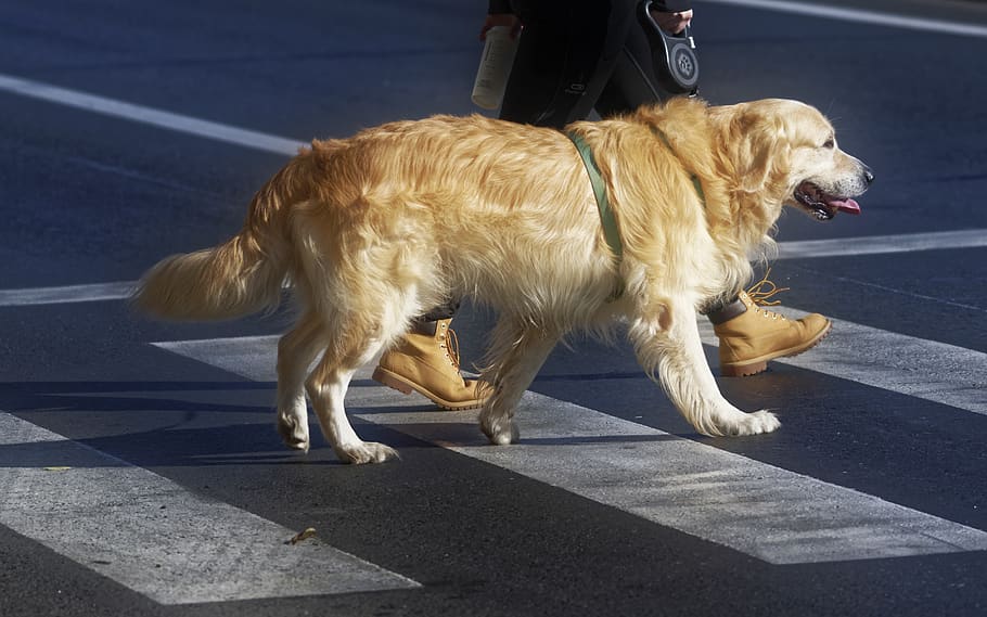 perro, mascota, doméstico, canino, piel, beige, correa, yendo, pase, peatones