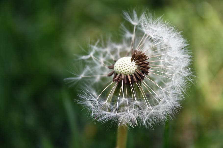 white dandelion flower, white, dandelion, flower, garden, wild, grass ...