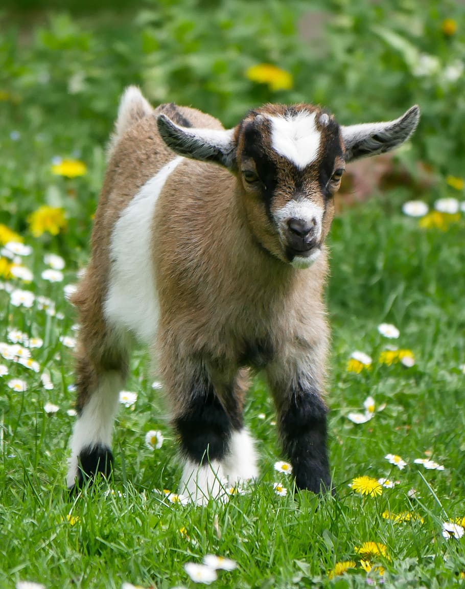 brown, white, black, goat, grass field, animal, pet, young goat, farm, kid