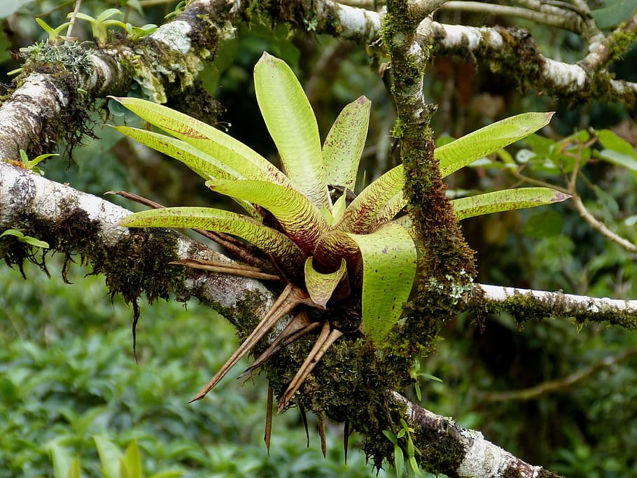 green, plant, trunk, bromeliad, cloud forest, jungle, nature, south america, costa rica, forest