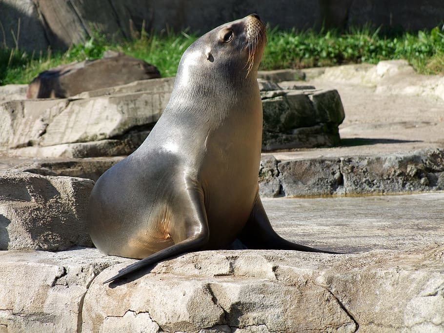 gray, seal, focus photo, robbe, sea lion otarriinae, animal, otariidae family of eared seal, mammal, predator, seal pelts