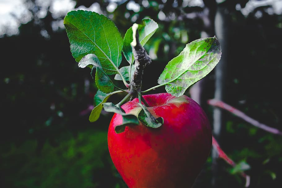 red, apple, tree, Red apple, food/Drink, food, fruit, healthy, nature, leaf