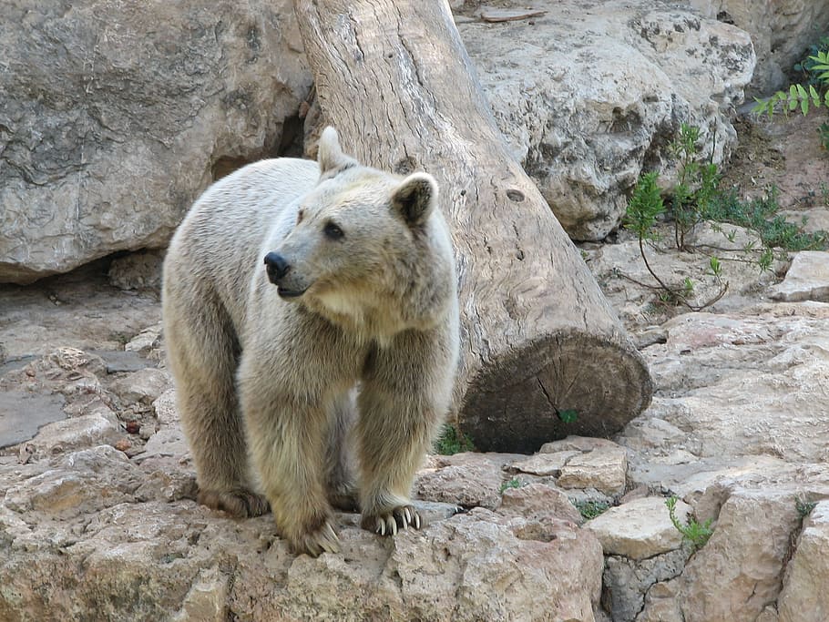 Urso pardo, urso, rochas, jardim zoológico, sírio, mamífero, natureza, animais selvagens, pele, olhando