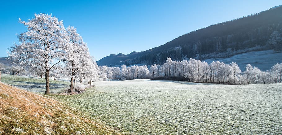 hoarfrost, frost, trees, landscape, winter, frozen, cold, winter magic, wintry, tree