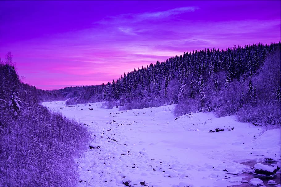 suelo marrón, pino, árboles, alrededor, nieve, puesta de sol, escena, púrpura, cielo, anochecer