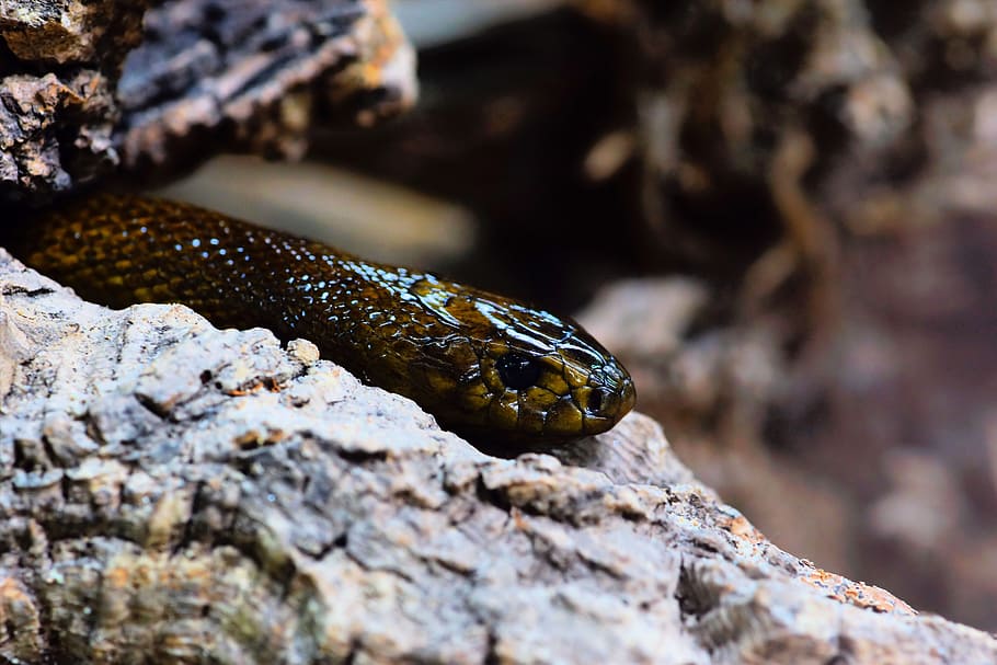 selective, focus photo, snake, white, rock, inland taipan, threatening, venomous snake in the world, australia, animal world