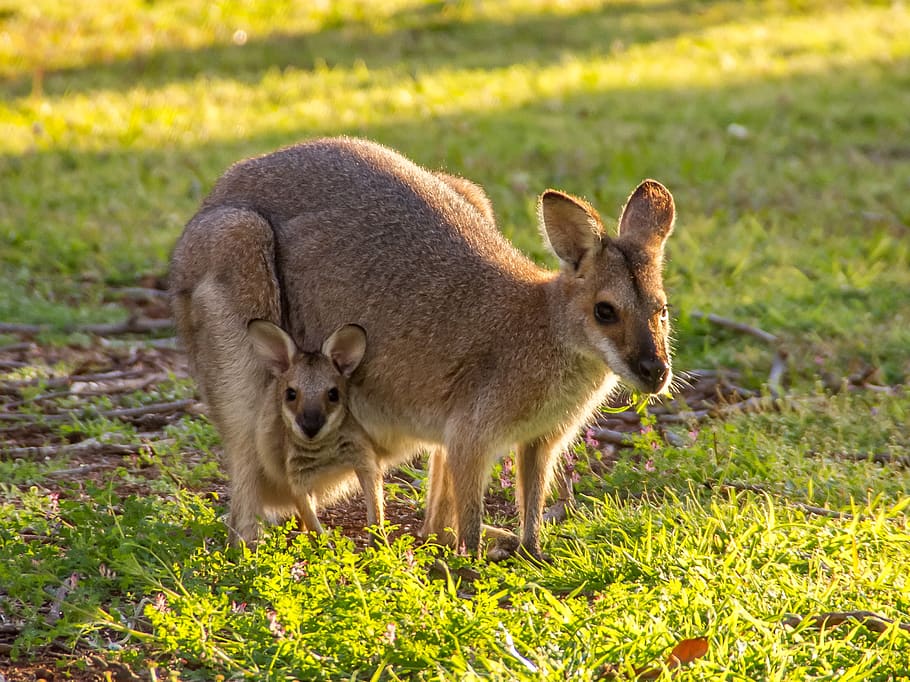 wallabies, canguro, wallaby de cuello rojo, joey, madre, bebé, dos, bolsa, australia, queensland