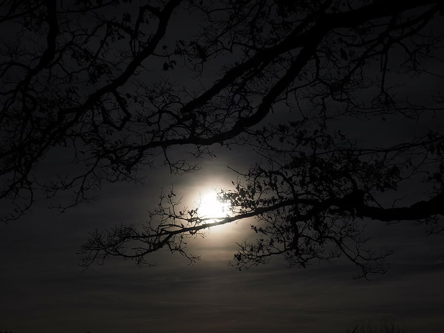 silhouette, tree branches, night, moon, moonlight, full moon, ghostly, sunset, dark, fairytale