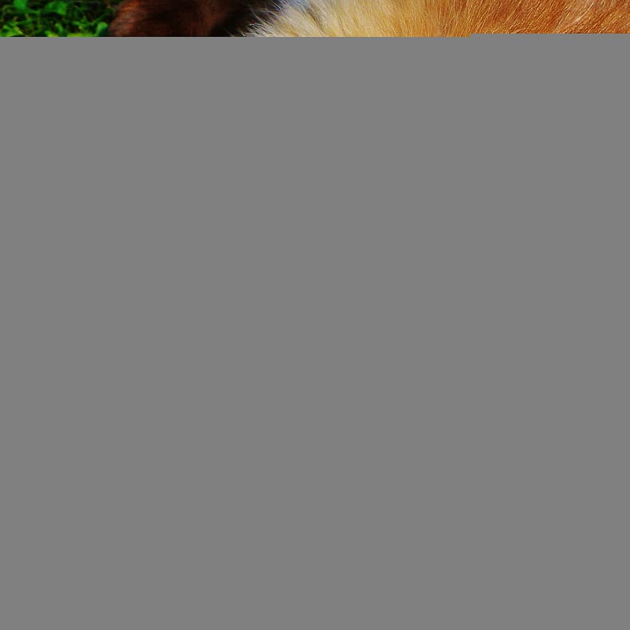 british shorthair, cat, play, mieze, thoroughbred, dear, fur, brown, beige, sweet