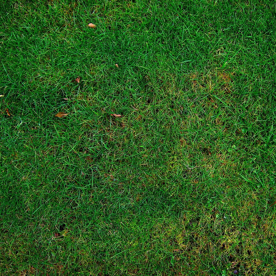 relvado de grama verde, prado, grama, estrutura, textura, verde, planos de fundo, verde cor, natureza, relva