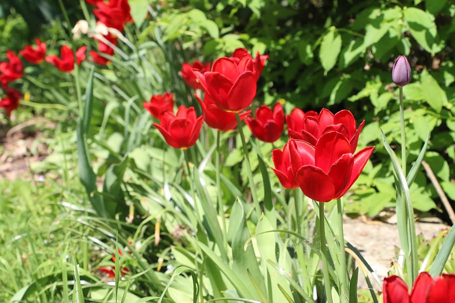 naturaleza, primavera, florecer, tulipanes, rojo, verde, color, luz, sol, flora