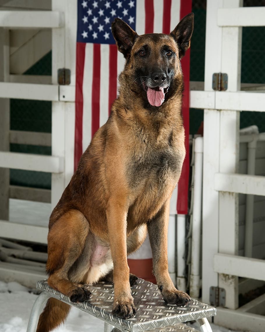 adulto pastor alemán, pastor alemán, perro, militar, canino, retrato, perro de trabajo, sentado, estadounidense, bandera