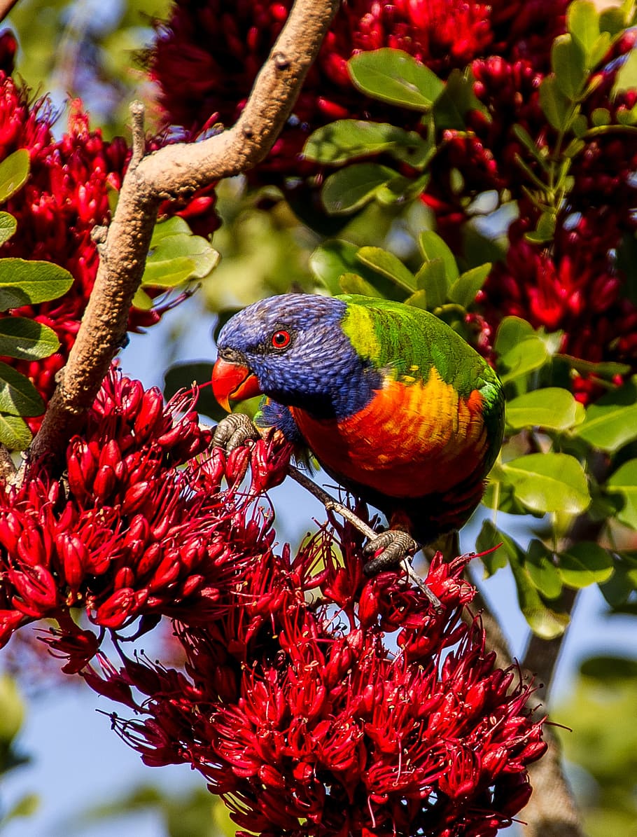 rainbow lorikeet, parrot, colourful, bird, australian, wild, blossom, red, flowers, drunken parrot tree