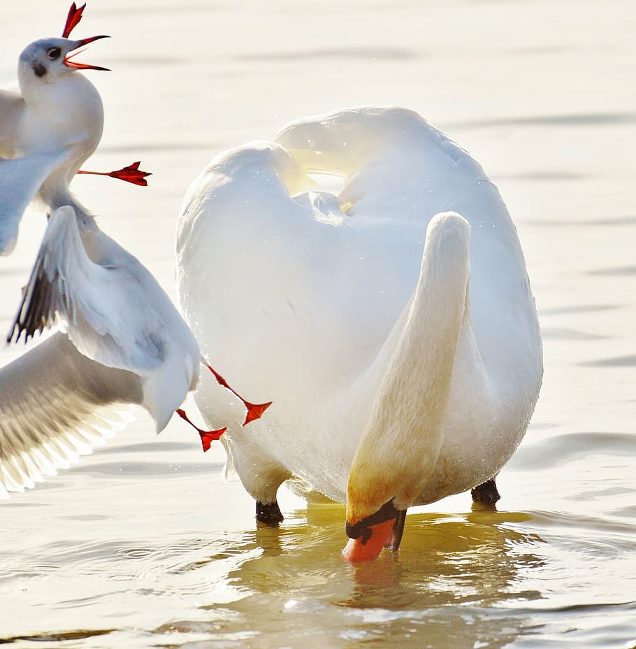 swan, gulls, dispute, water, lake constance, animal world, lake, bird, feather, water bird